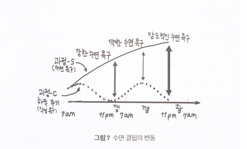 깨어 있는 동안 계속 오르는 수면 압력과 사인곡선처럼 오르내리는 서카디안 각성 리듬을 비교한 그래프